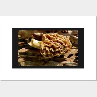 Morel mushroom Posters and Art